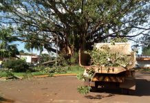 seringueira da rotatória corre sério risco de morrer
