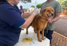 Prefeitura de Maracaju promove Semana de Conscientização e Combate à Leishmaniose com ações de prevenção e cuidado com animais