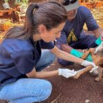 Campanha Antirrábica imuniza mais de mil animais na zona rural de Maracaju