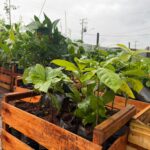 Prefeitura de Maracaju distribui mais de 1.800 mudas em ação alusiva ao Dia da Árvore